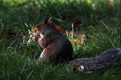Американские пожарные провели &laquo;уникальную операцию&raquo; в канун Рождества