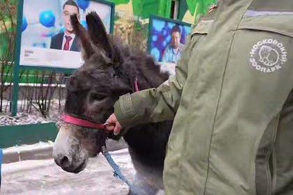 «Демобилизованный» с СВО ослик Жорик поселился в Московском зоопарке