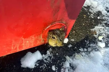 Американские пожарные провели «уникальную операцию» в канун Рождества