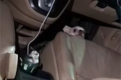 Замешанная в скандале с марихуаной в Таиланде россиянка оставила собаку в машине на жаре