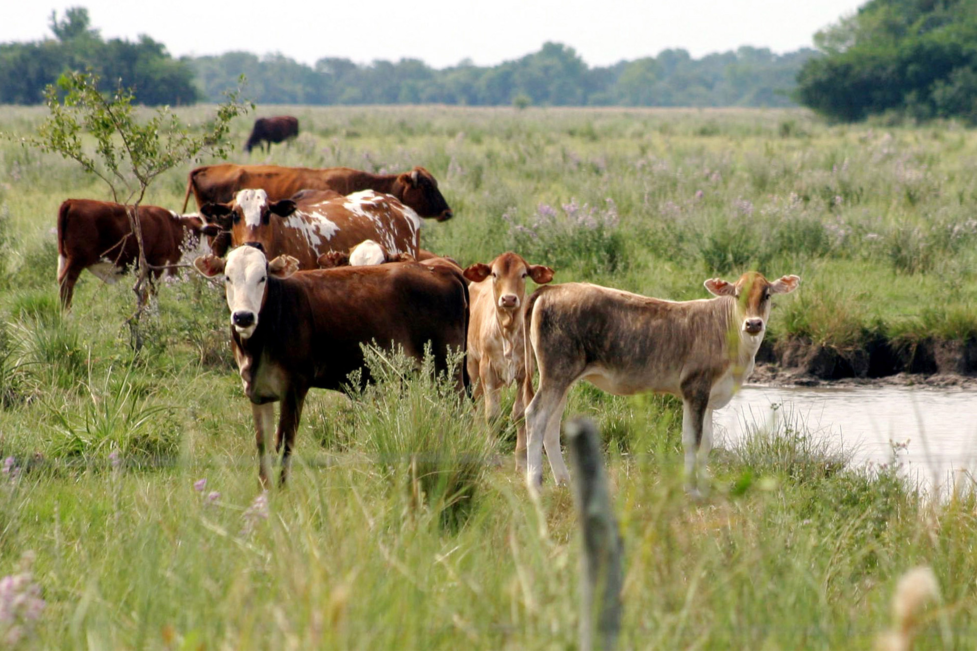 Миру&nbsp; предрекли подорожание говядины из-за удержания телок в Бразилии