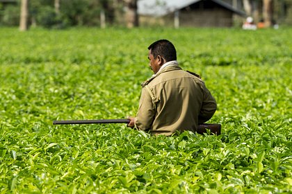 Леопард утащил женщину в лес и растерзал