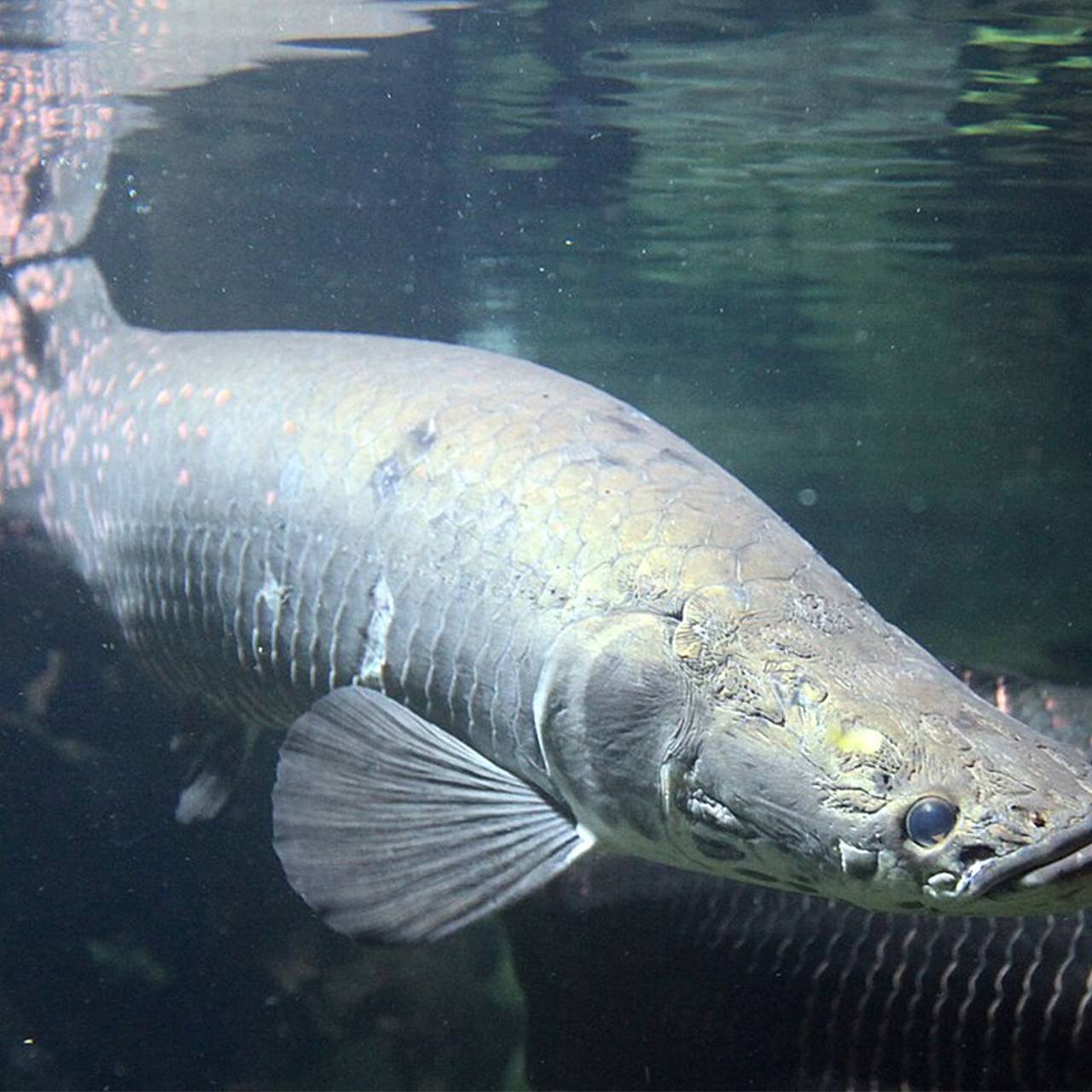 Пойманная в реке гигантская рыба длиной 2,5 метра напугала специалистов