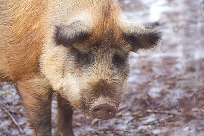 Кабаны закрывали международный аэропорт на несколько часов