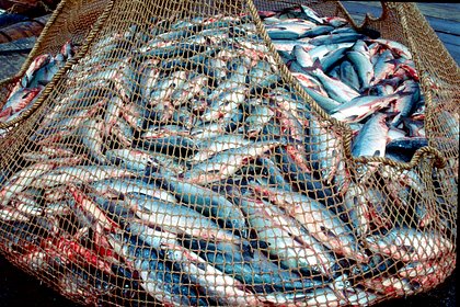В России подсчитали выловленную в 2025 году рыбу