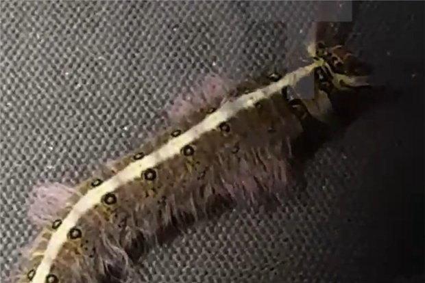 Вводная картинка