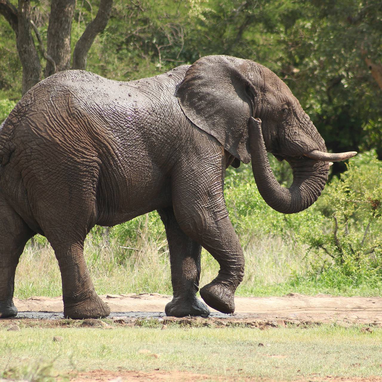 Слон с одним бивнем расправился с 17 людьми