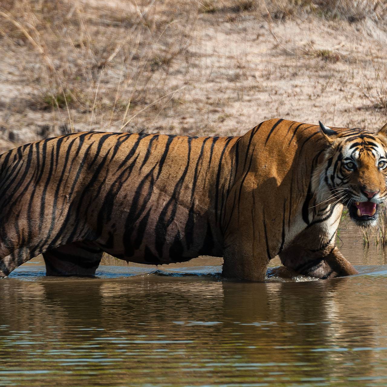 Тигр растерзал школьницу
