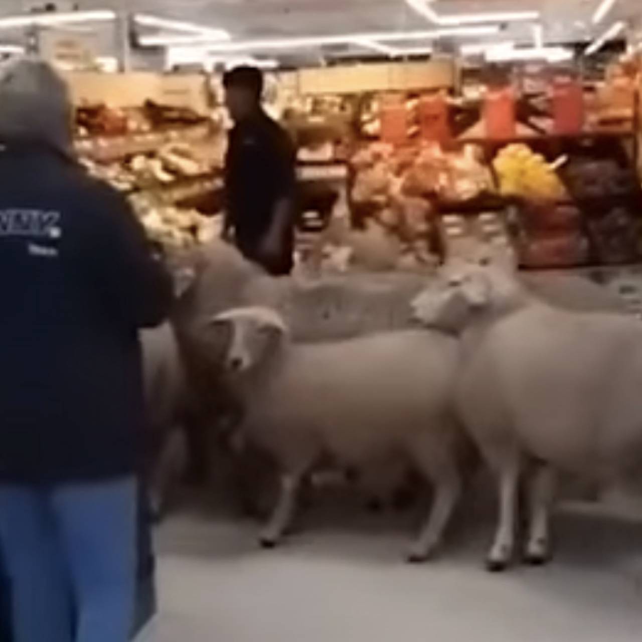 Десятки овец вломились в супермаркет и разгромили отдел напитков