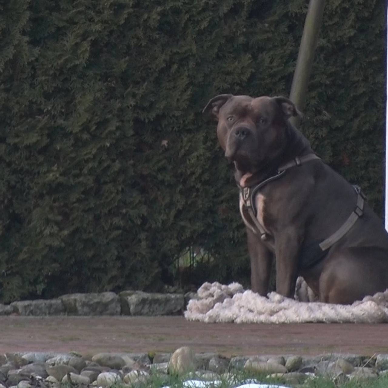 Бульдог насмерть загрыз хозяина и остался сидеть рядом с его телом