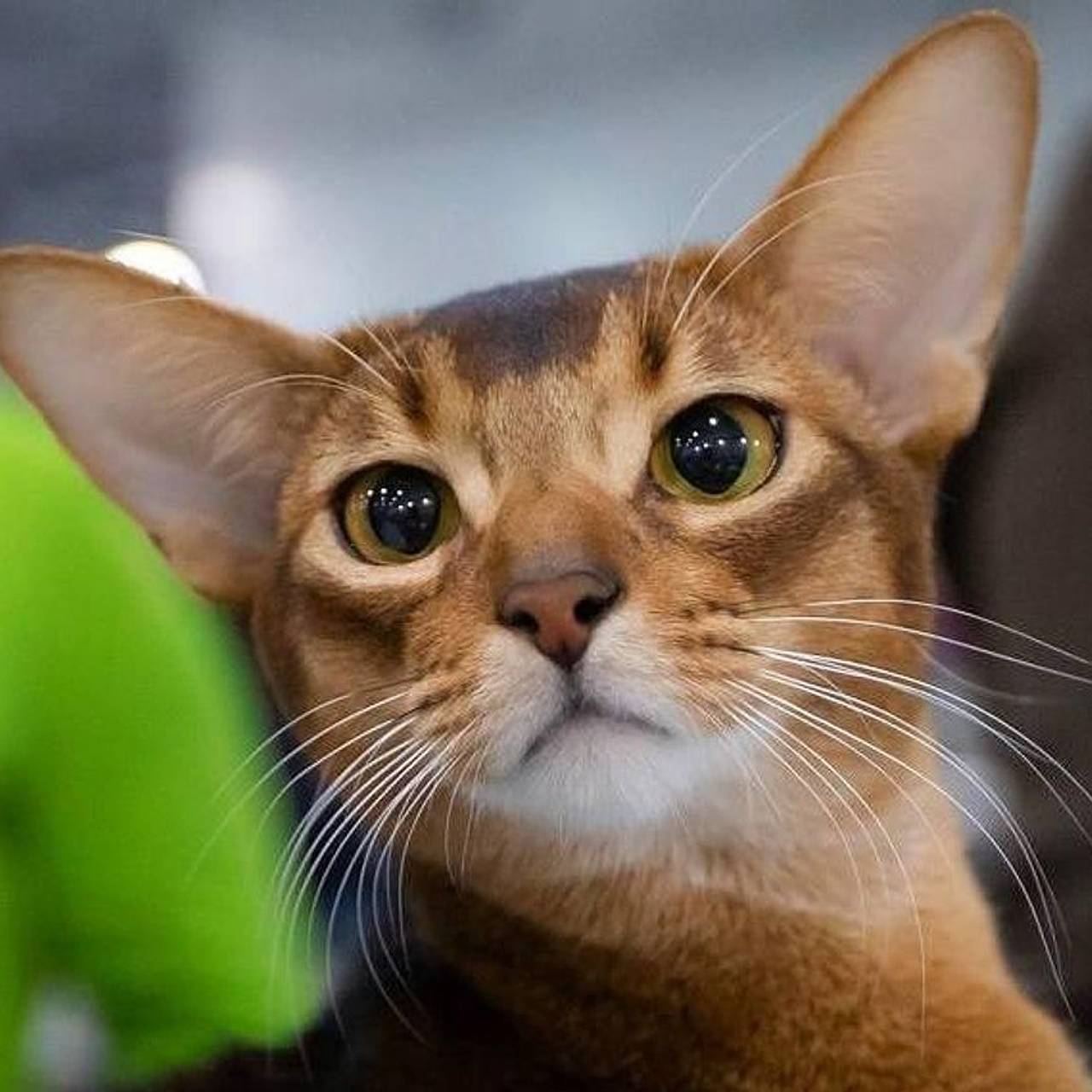 Самого красивого кота в мире покажут в Москве