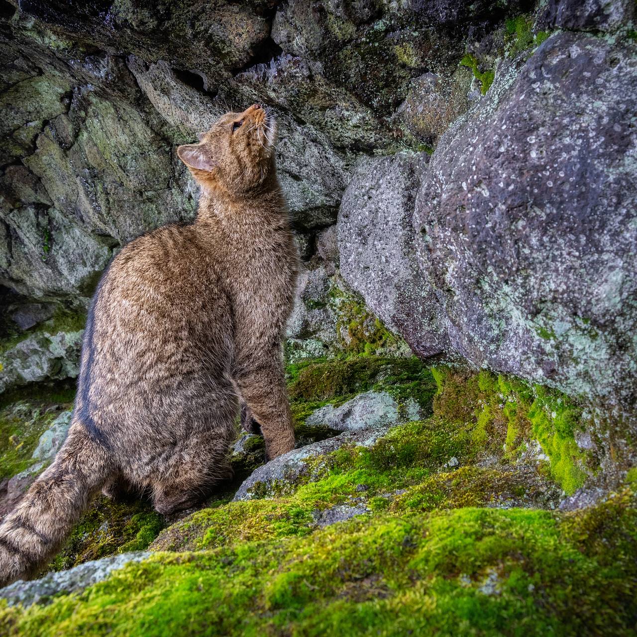 Хищный зверь захватил европейские леса