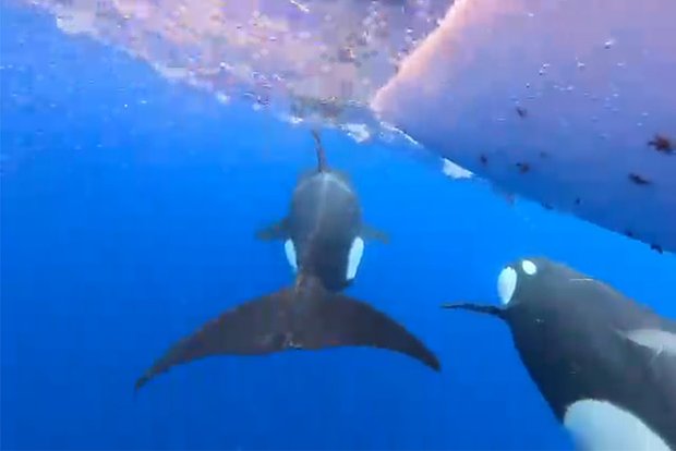 Вводная картинка