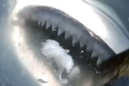 &laquo;Самая сексуальная ученая в мире&raquo; поохотилась на акул на копии судна из &laquo;Челюстей&raquo;