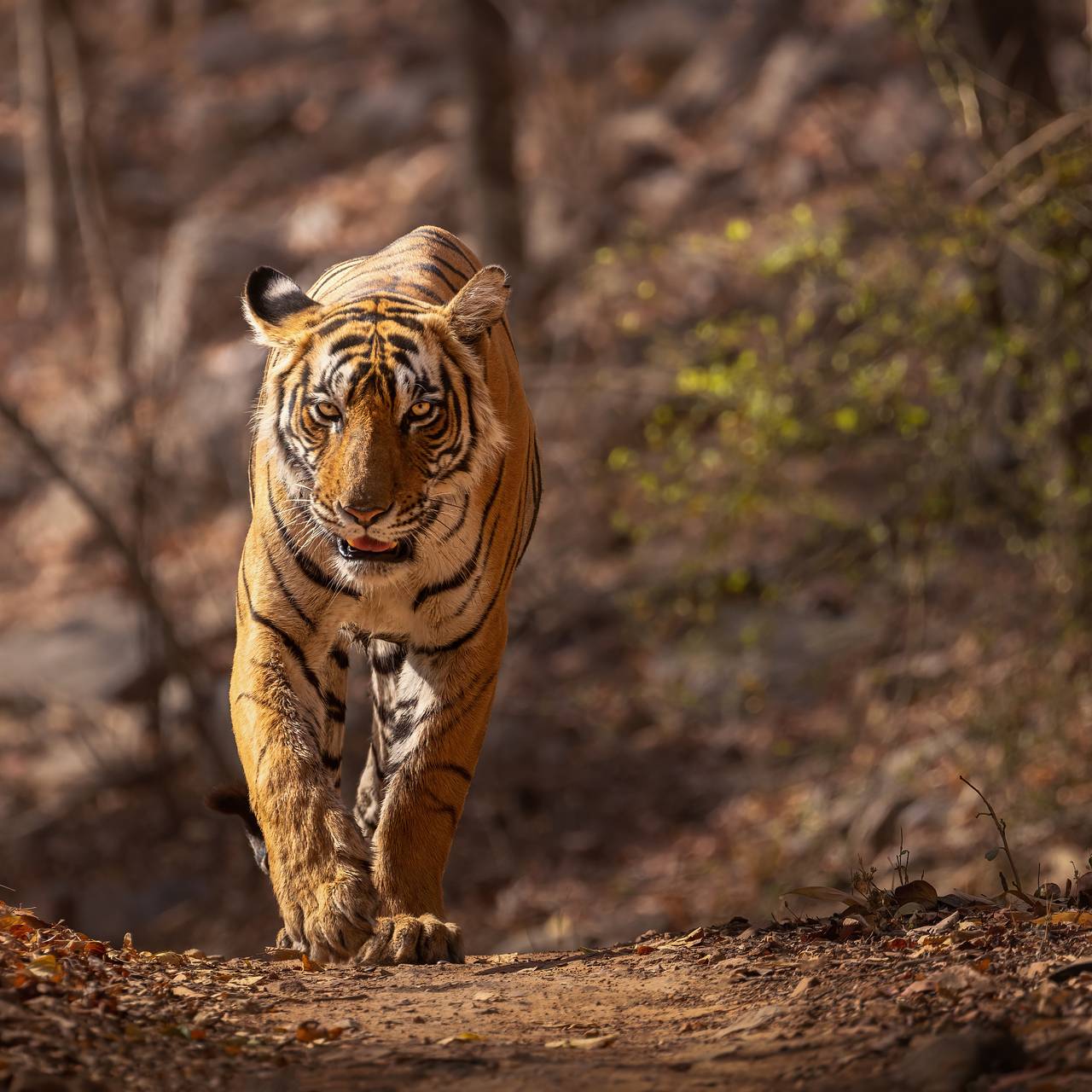 В лесу нашли голову жертвы тигра