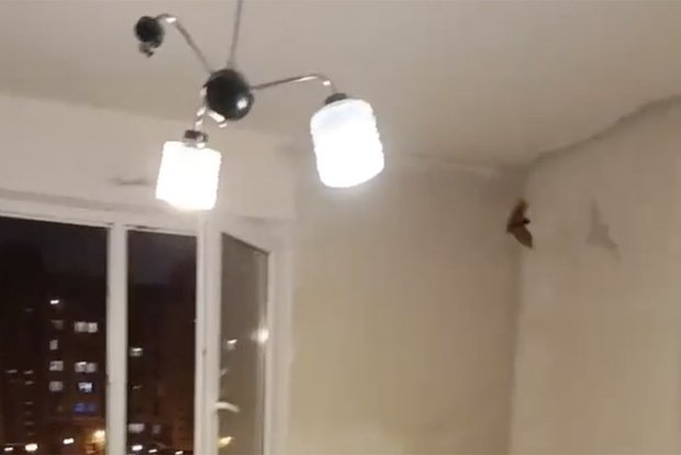 Вводная картинка