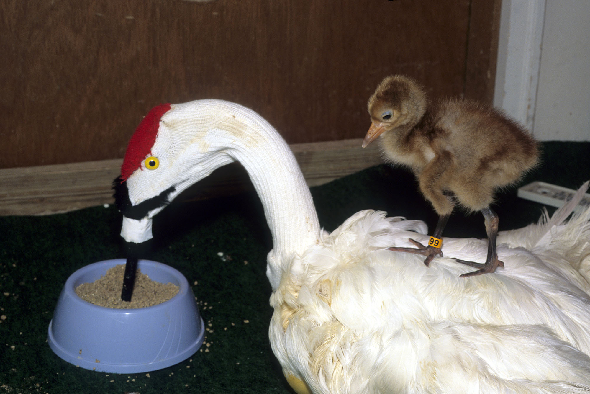 Женщина&nbsp; 40 лет носила костюм журавля и учила птенцов летать