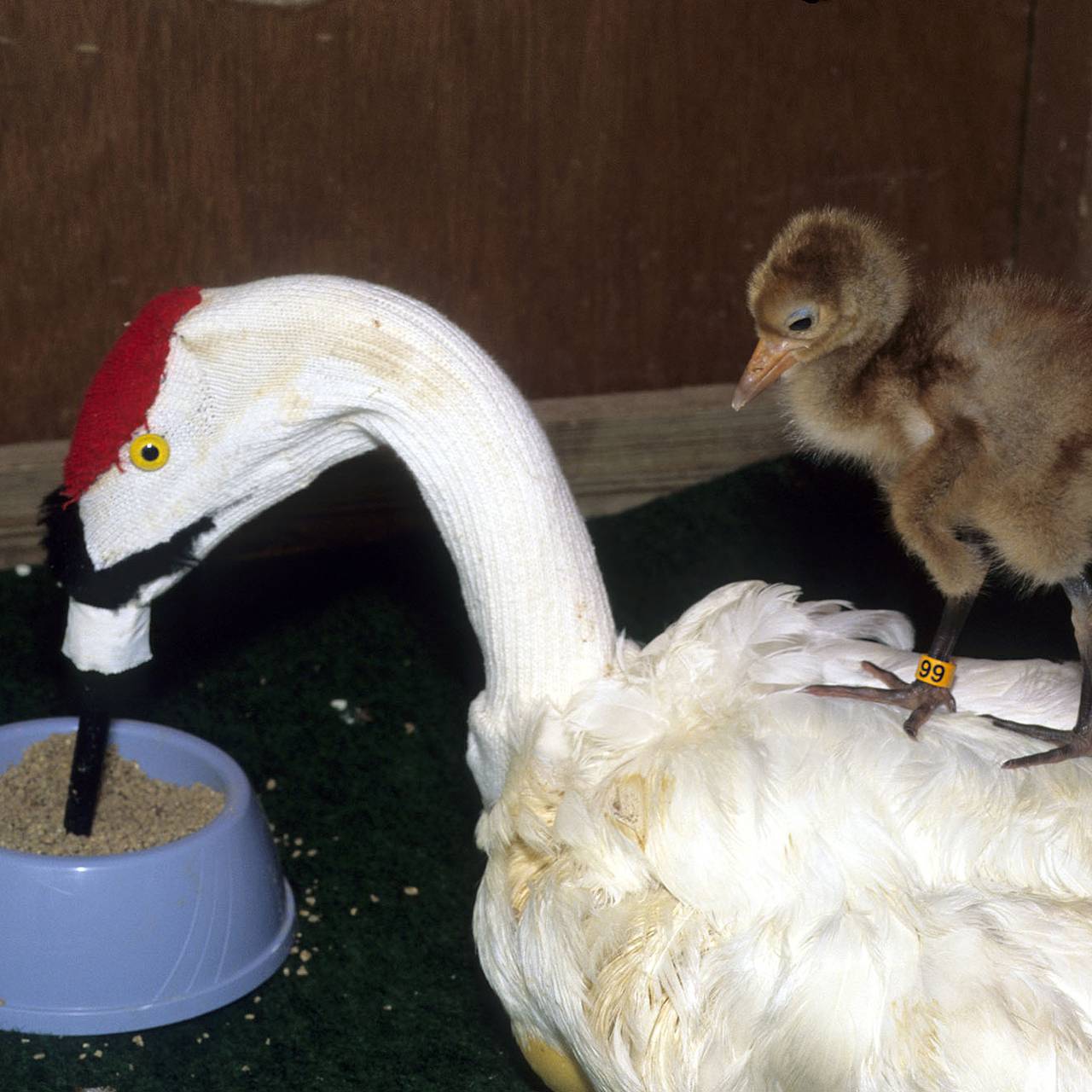 Женщина 40 лет носила костюм журавля и учила птенцов летать