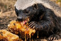 Кто такой медоед? Как он выглядит и почему считается самым бесстрашным животным в мире