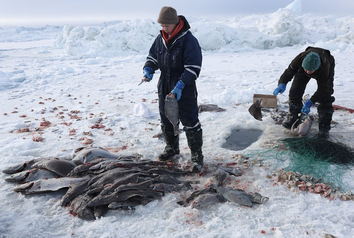 Кали Тобиассен (слева) и Ник Нильсен (справа) ловят рыбу подо льдом в Илулиссате, Гренландия, 7 марта 2025 года