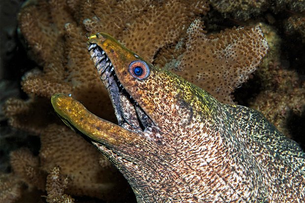 Вводная картинка