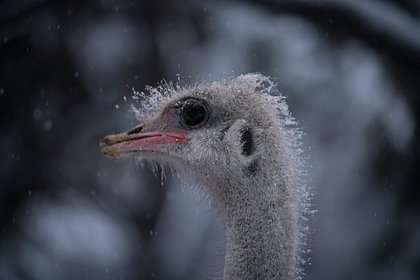 С фермы в Ленобласти сбежал страус