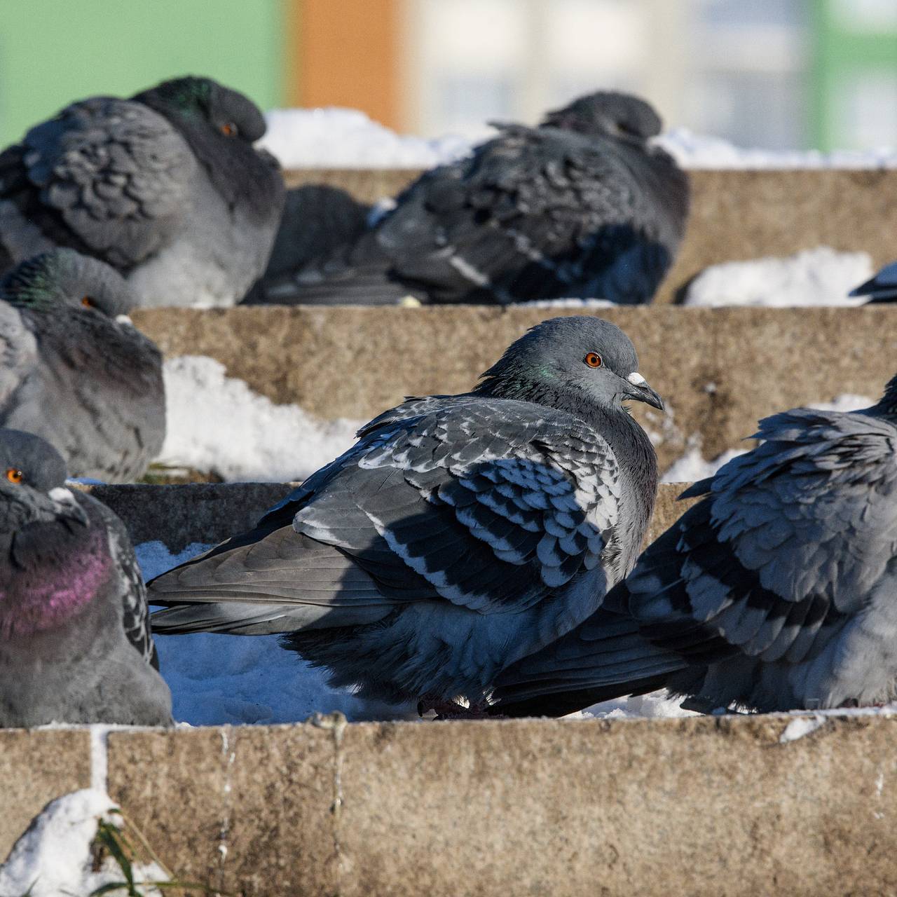 Китаю в совершенствовании оружия помогли голуби и ястребы