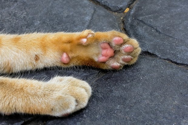 Вводная картинка