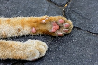 В российском приюте десятки кошек сварились заживо