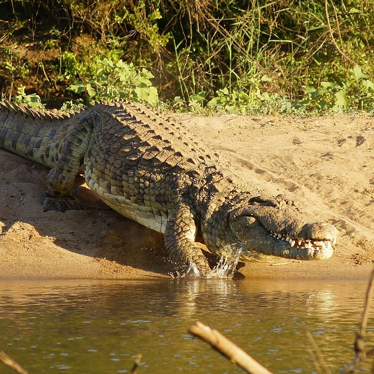 Крокодил утащил девятилетнюю девочку
