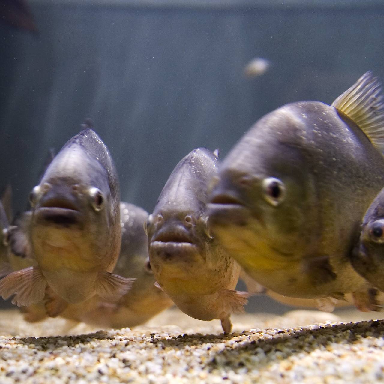 Стая пираний напала на купальщиков в Бразилии
