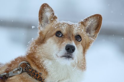 В России захотели изменить правила продажи породистых животных