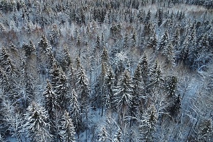 Оценена версия о намеренном уходе бесследно пропавших Усольцевых жить в тайгу