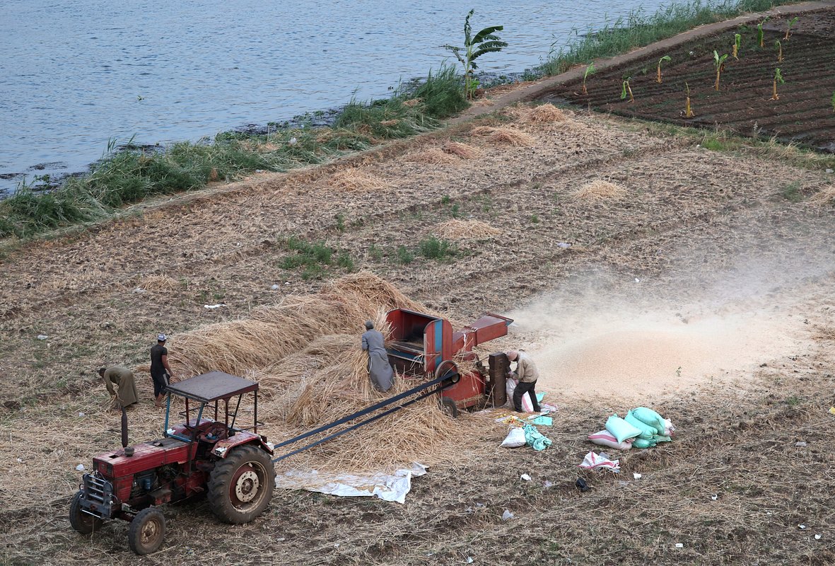 Сельскохозяйственные работы на Ниле, окрестности Каира, Египет, май 2025 года