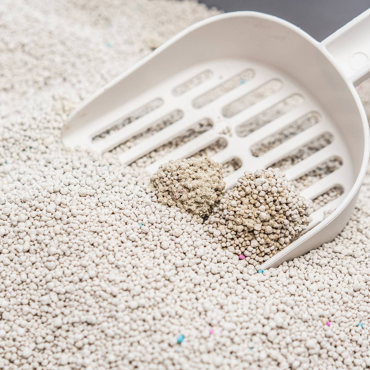 Украинцам предложили ходить в туалет в кошачьи лотки и пакеты