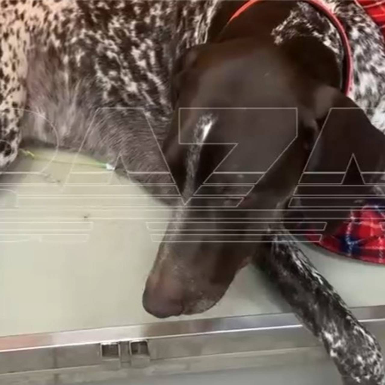 Жители района Москвы заявили о массовой смерти домашних собак из-за догхантеров