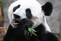 Большая панда: что это за животное, как выглядит, где живет и почему считается собственностью Китая
