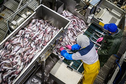 На российский рынок поставили рекордные объемы одного вида рыбы