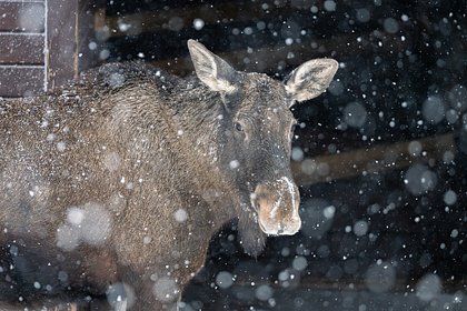 Исход лосей из леса в Подмосковье объяснили любовью к соли