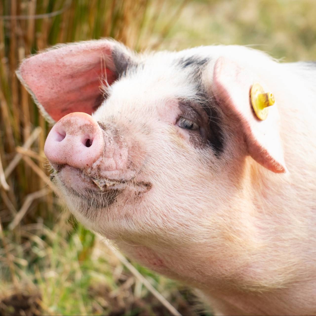 Свинья прилетела на дроне и отключила людям электричество