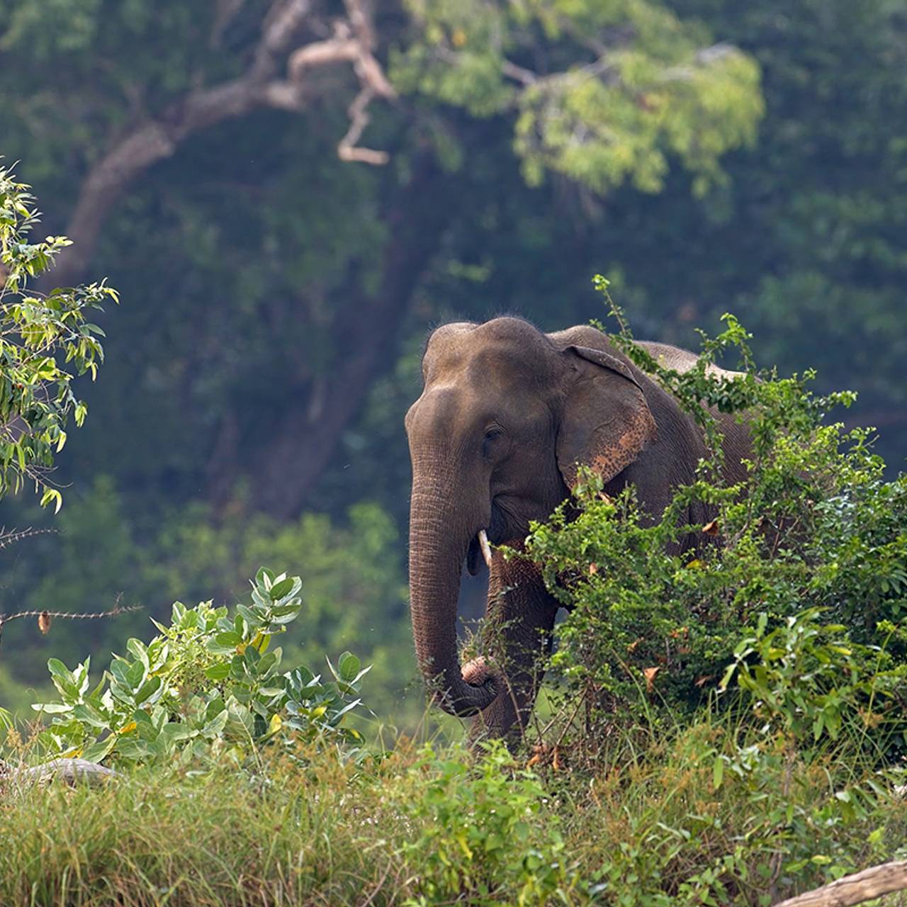 Слон затоптал пенсионера