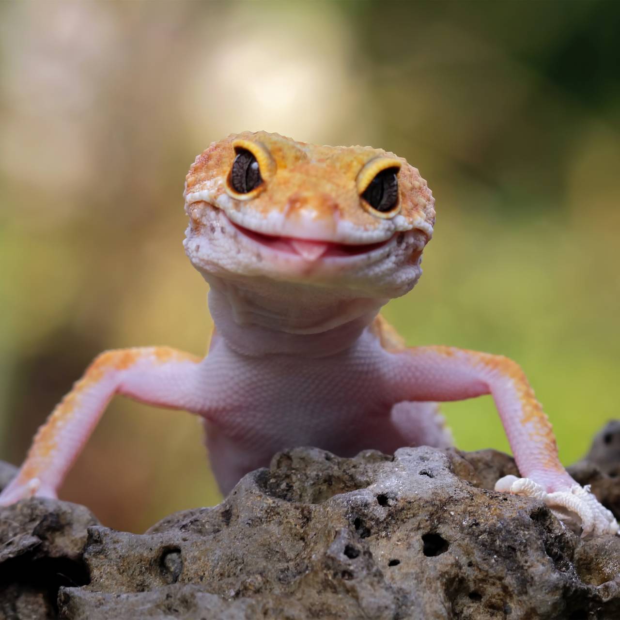 Экзотическая рептилия нелегально поселилась в квартире россиянки