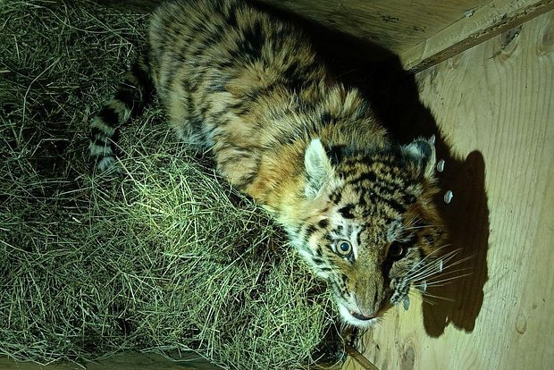 Вводная картинка