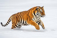 Животные в Красной книге России: 10 редких видов с фото