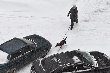 Владельцы собак в российском городе нашли разбросанный во дворах яд