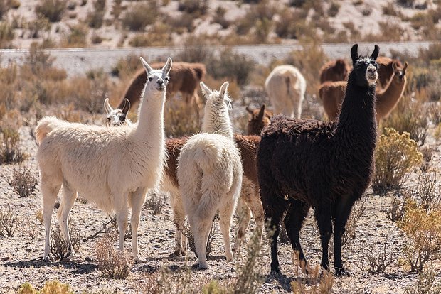 Вводная картинка