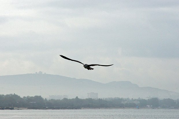 Вводная картинка