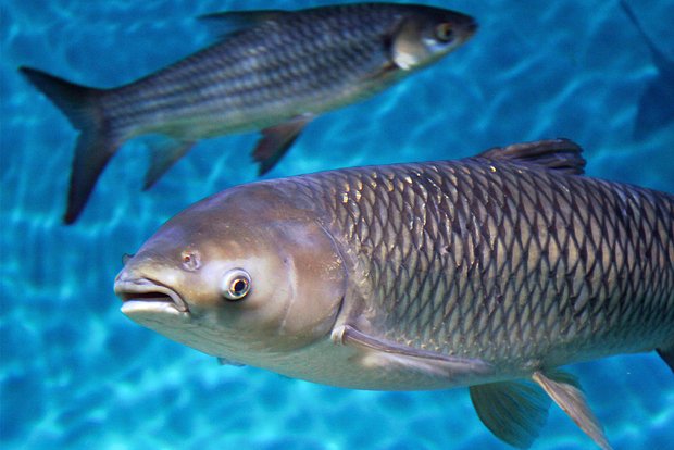 Вводная картинка