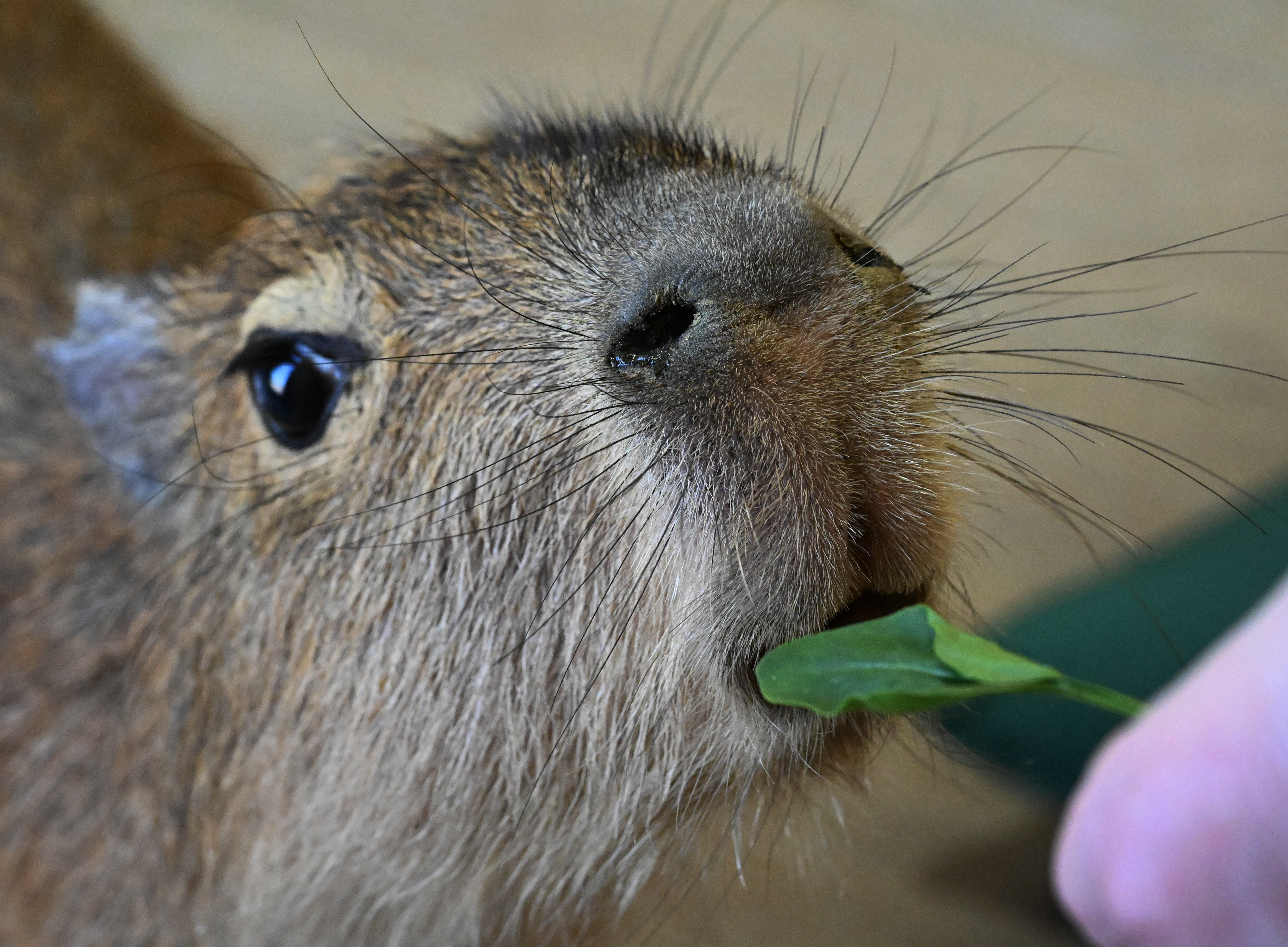 В&nbsp; России зафиксировали дефицит капибар