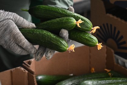 Россиянам назвали минимальную цену огурцов в торговых сетях